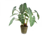 Kunstplant Alocasia 81cm 